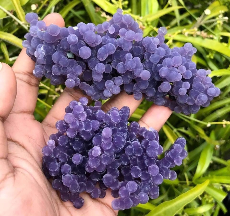 No Wine From These Grapes | Reddit.com/Ordner