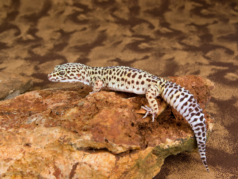 Gecos leopardo | Shutterstock Photo by Lynn Currie