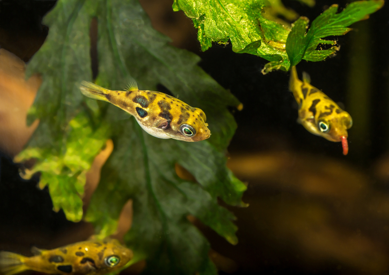 El pez globo enano | Shutterstock Photo by Toxotes Hun-Gabor Horvath