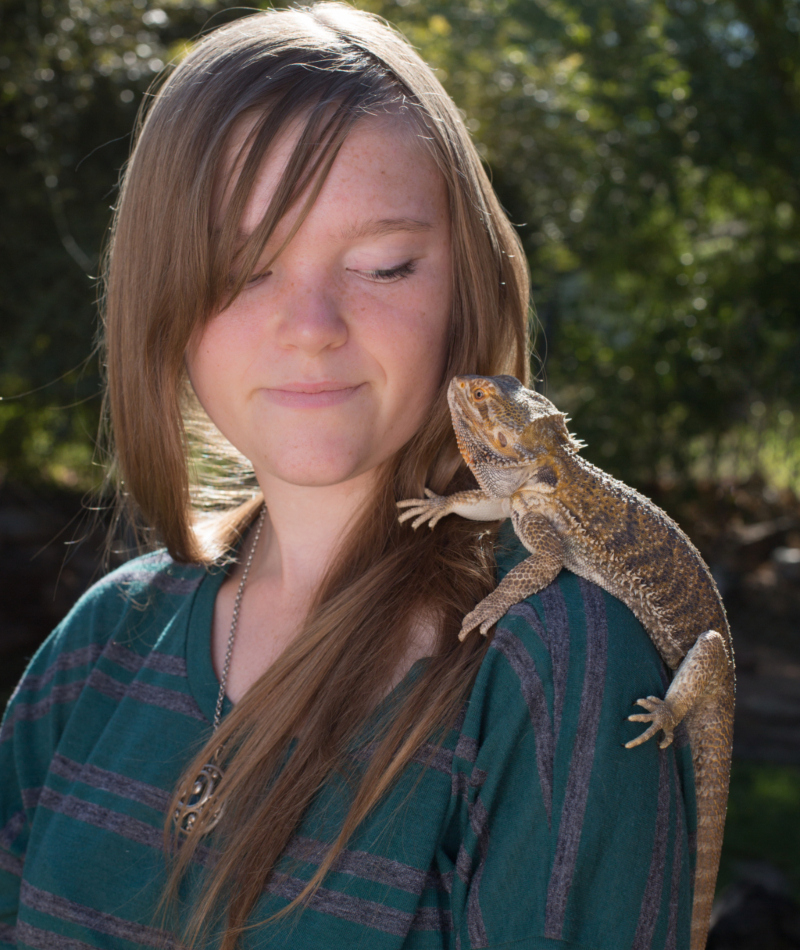 Lagartos dragón barbudo | Shutterstock Photo by Melanie Wright