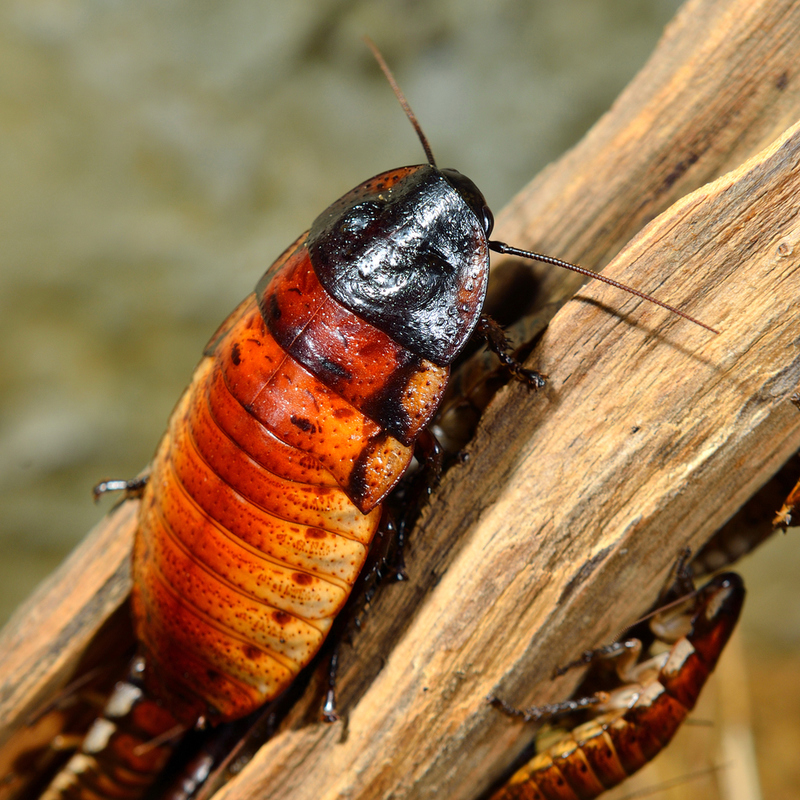 Cucaracha sibilante de Madagascar | Shutterstock Photo by Astels