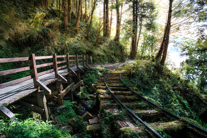 Vía de ferrocarril abandonada en un bosque | Shutterstock
