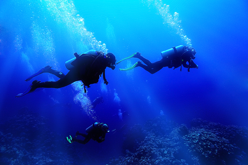 A Dive of a Lifetime | Shutterstock