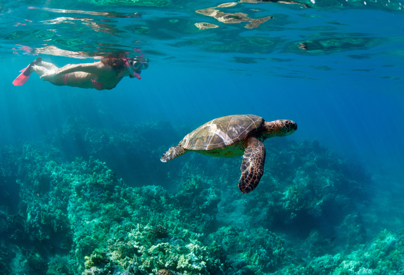 So Many Species of Sea Turtles | Getty Images/M.M. Sweet Creative
