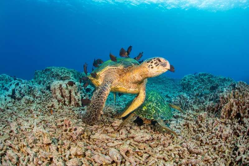 Great Green Sea Turtles | Alamy Stock Photo by David Fleetham 
