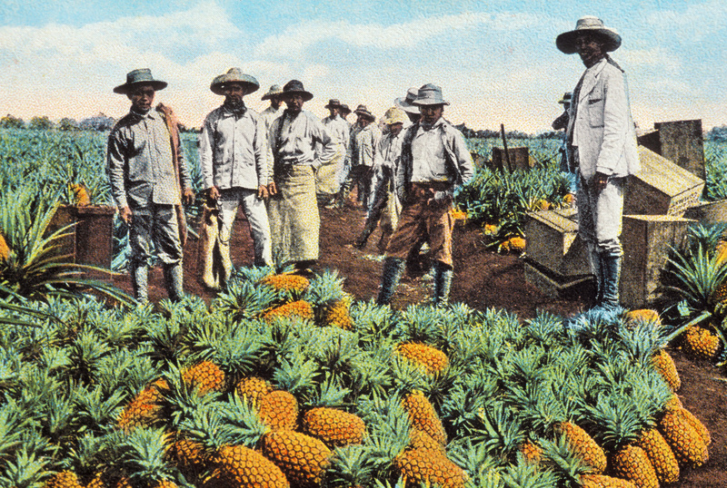 Glory Days for Pineapples | Alamy Stock Photo by Hawaiian Legacy Archive/Pacific Stock / Design Pics Inc