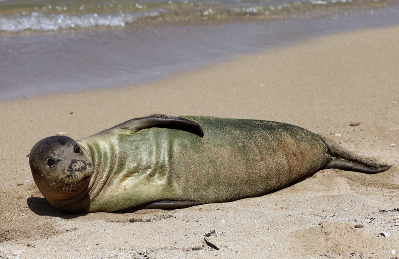 Seal Monks Do More Than Just Molt | Getty Images/dschreiber29
