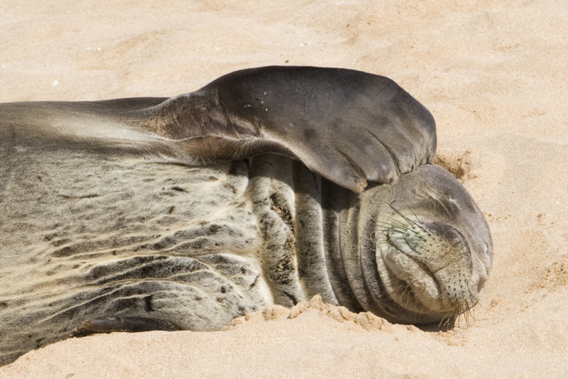 Monk Seals Are Real Sleepy | Getty Images/ Hal Beral