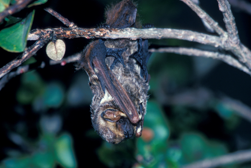 The Hoary Bat | Alamy Stock Photo