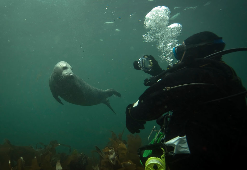 Don't Touch the Seals | Getty Images/ Dan Kitwood