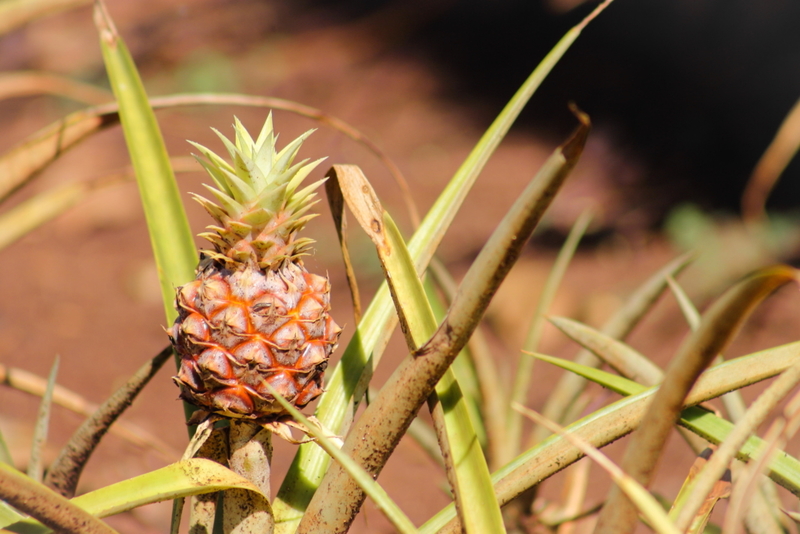 Pineapples Are Not Hawaiian! | Alamy Stock Photo