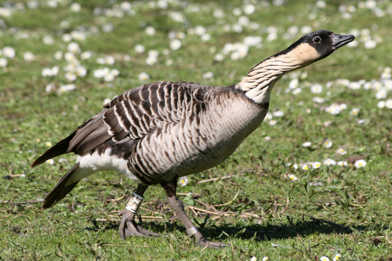 The Nene Goose | Alamy Stock Photo