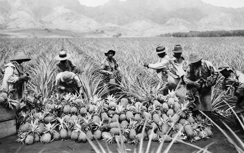 Hawaiian Pineapple Company | Shutterstock