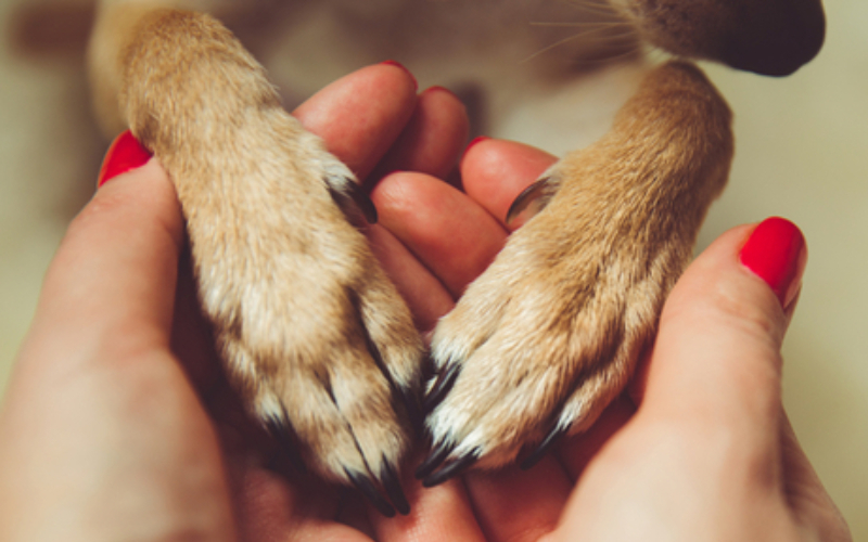 Hilfe bei trockenen Pfoten für Haustiere | PinkCoffee Studio/Shutterstock