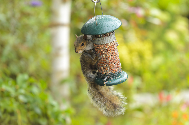 Eichhörnchen in die Schranken weisen | Steve Meese/Shutterstock