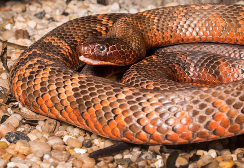 Schlangen mit leuchtenden Farben sind oft gefährlich | Getty Images Photo by Jono Searle