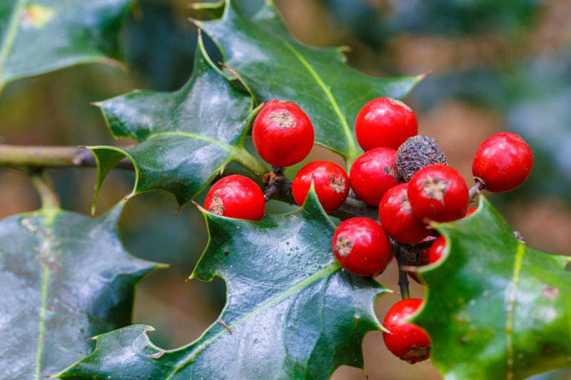 Essen Sie keine roten Beeren aus der Wildnis | Getty Images Photo by Mikel Bilbao /VW Pics/Universal Images Group