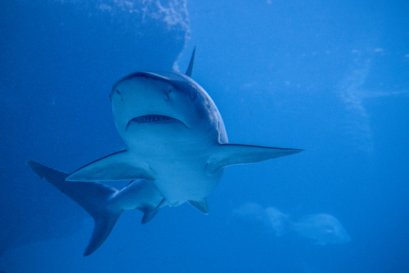 Haie, die in tiefere Gewässer schwimmen, können einen bevorstehenden Hurrikan bedeuten | Getty Images Photo by Instants
