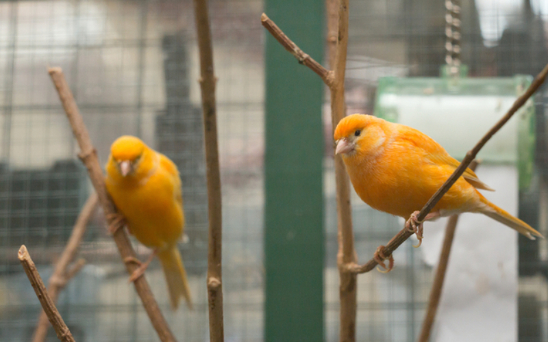 Ökosystem-Kanarienvögel warnen vor dem Zusammenbruch eines Ökosystems | Shutterstock