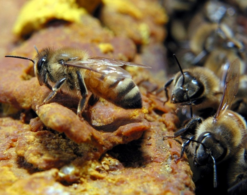 Wenn Sie in der Nähe eines Bienenstocks von einer Biene gestochen werden, suchen Sie sich einen Unterschlupf | Getty Images Photo by Martin Chan/South China Morning Post