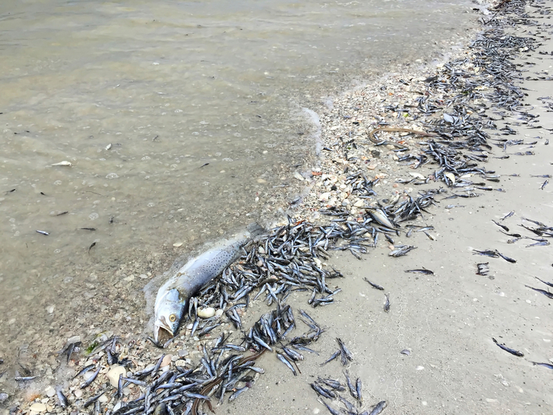 Wenn es tote Fische am Ufer gibt, gehen Sie nicht ins Wasser | Shutterstock