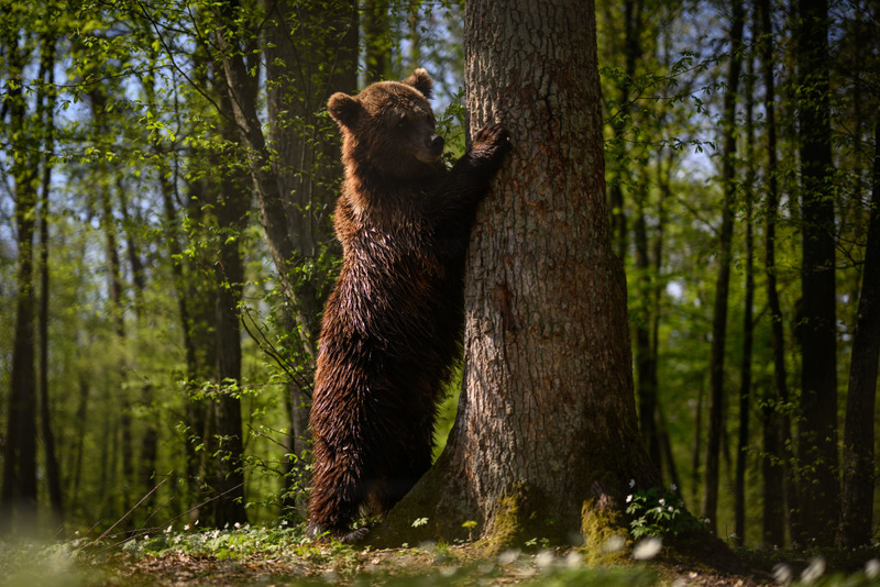 Fünfzehige Pfotenabdrücke und zerkratzte bäume bedeuten, dass Bären in der Nähe sind | Getty Images Photo by Leon Neal