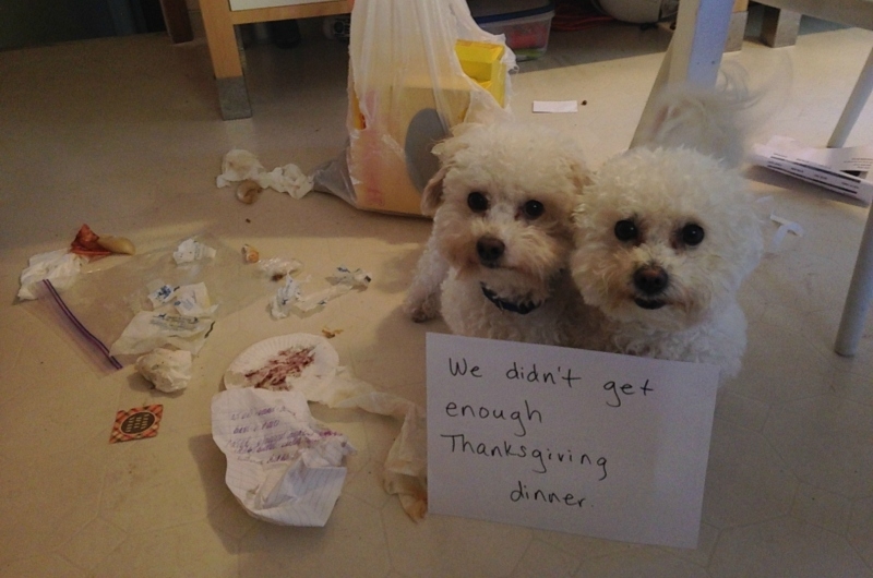 Thanksgiving ist für die Hunde | Imgur.com/PtKqxMr