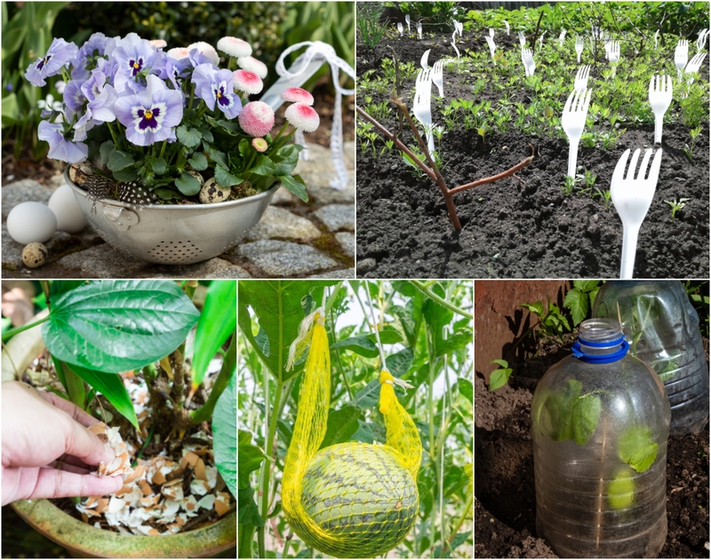 Budgetfreundliche, organische Möglichkeiten, deinen Garten mit Haushaltsgegenständen in Topform zu halten | Shutterstock