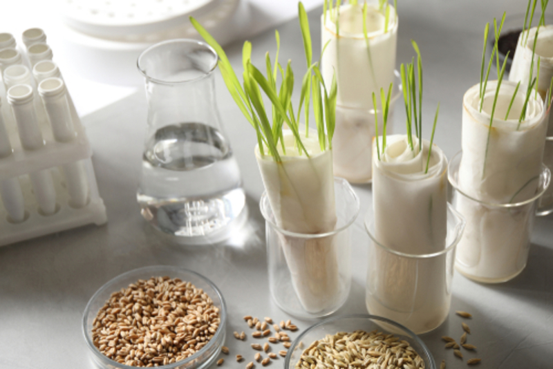 Papierhandtücher zur Hydratation von Pflanzen | Shutterstock