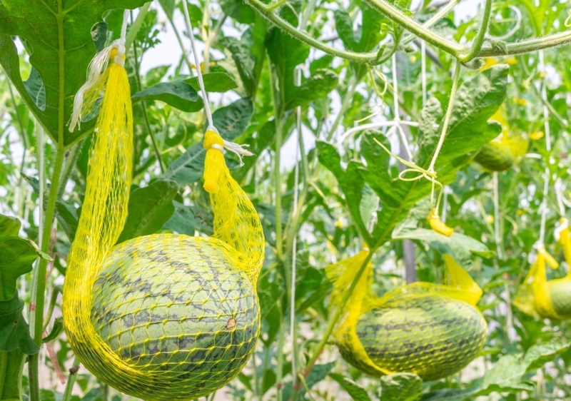Mache eine Hängematte für deine Melonen | Shutterstock