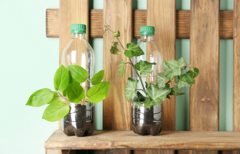 Verwende Plastikflaschen, um die Pflanzen mit Feuchtigkeit zu versorgen | Shutterstock
