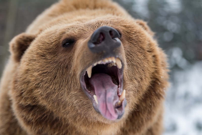 The Bear Was Very Upset | Volodymyr Burdiak/Shutterstock 