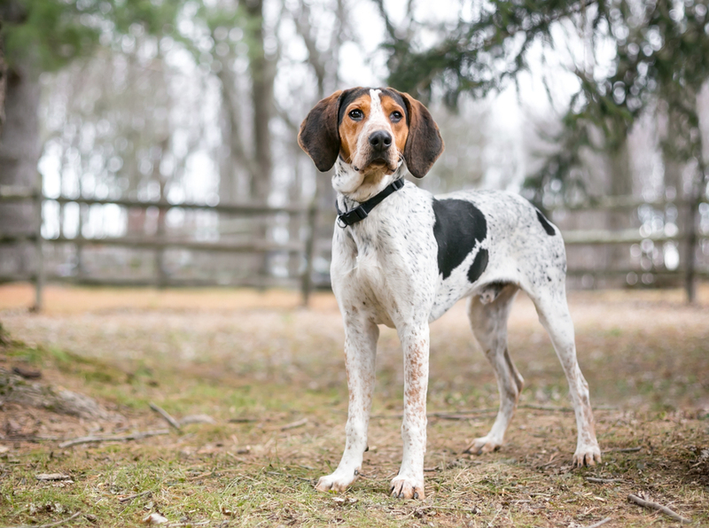Coonhound | Mary Swift/Shutterstock 