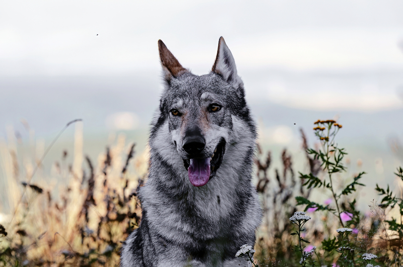 Czechoslovak Wolfdog | Johana Mlichova/Shutterstock 