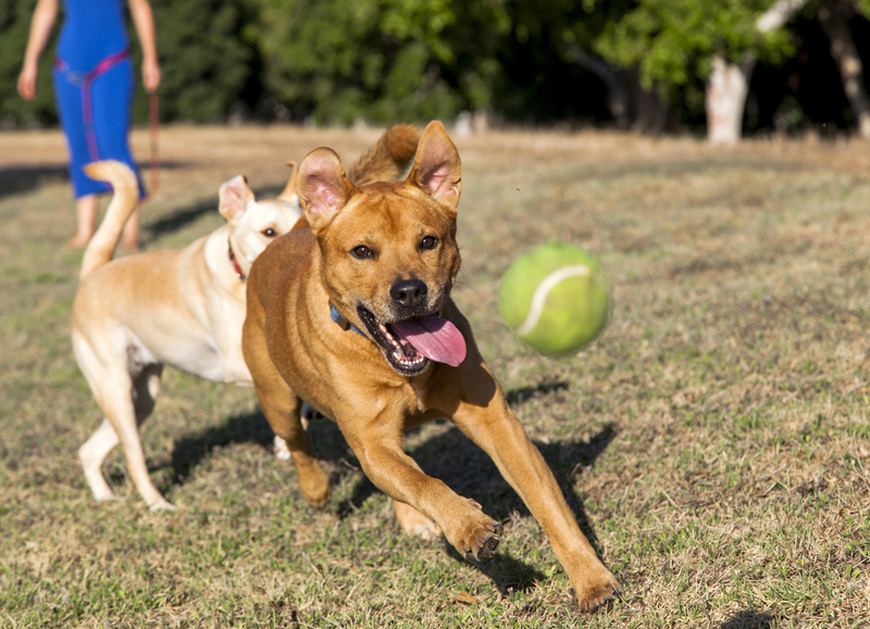Dogs Can Fetch Tennis Balls and Baseball Bats During Official Matches | elbud/Shutterstock 