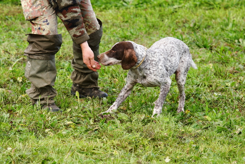 Sniffing Dogs Are Trained to Find Truffles Which Sell For Up to $3,000 a Pound | francesco de marco/Shutterstock 