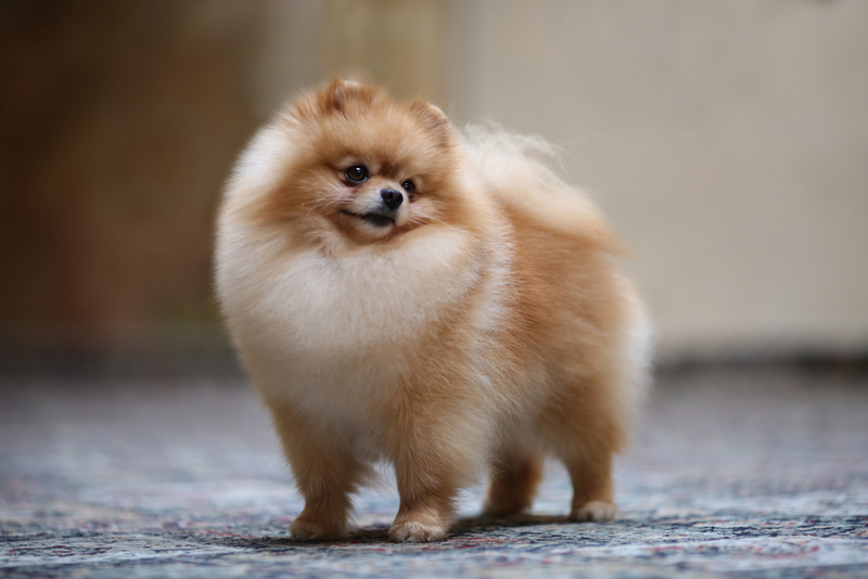 Pomeranian | SubertT/Shutterstock 