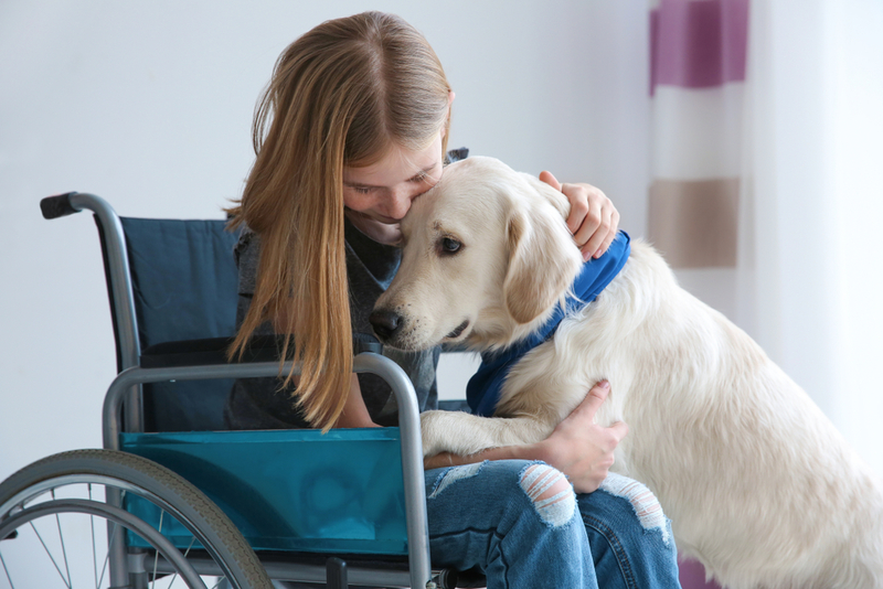 Service Dogs Help The Disabled | Africa Studio/Shutterstock 