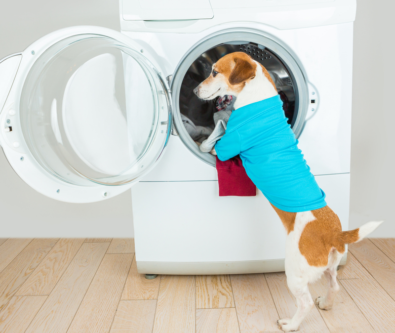 Some Dogs Help With the Laundry | Iryna Kalamurza/Shutterstock 