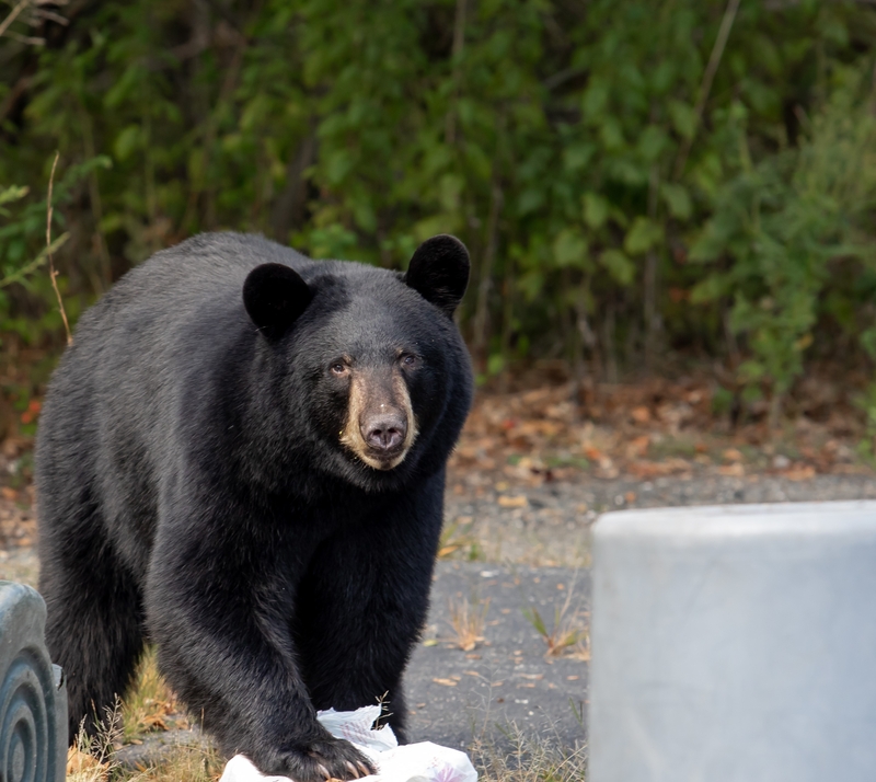 Was the Neighbor Aware of the Bear? | EleanorAbramson/Shutterstock 