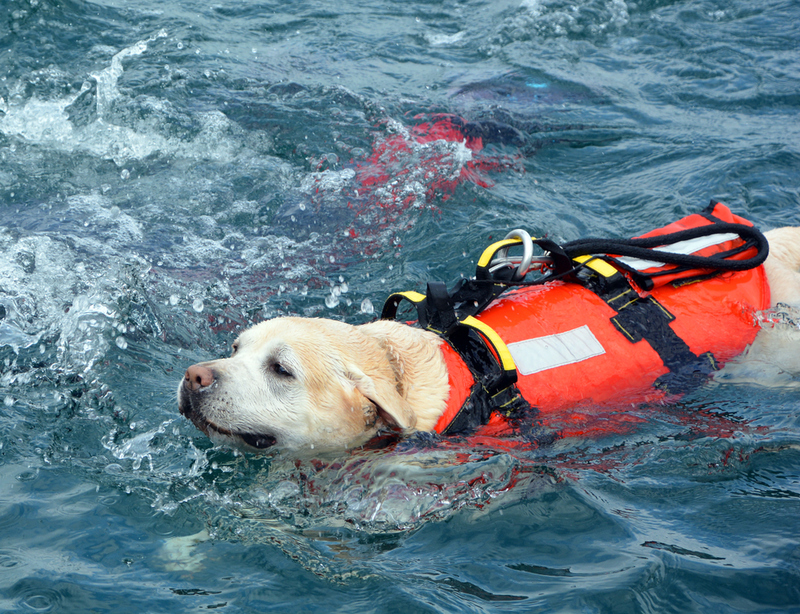 These Dogs Jump From Helicopters to Save People | meunierd/Shutterstock 