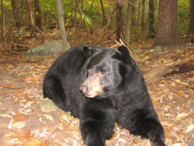 A Big Black Bear | Susan Kehoe/Shutterstock 
