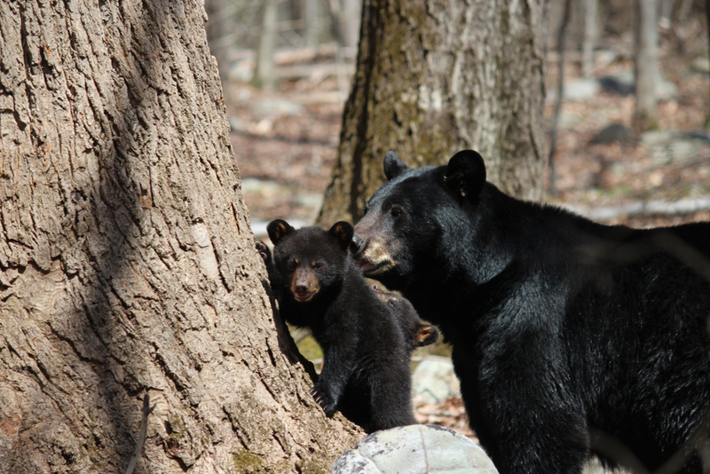 The Bear and Her Cub Were in Good Hands | Susan Kehoe/Shutterstock 