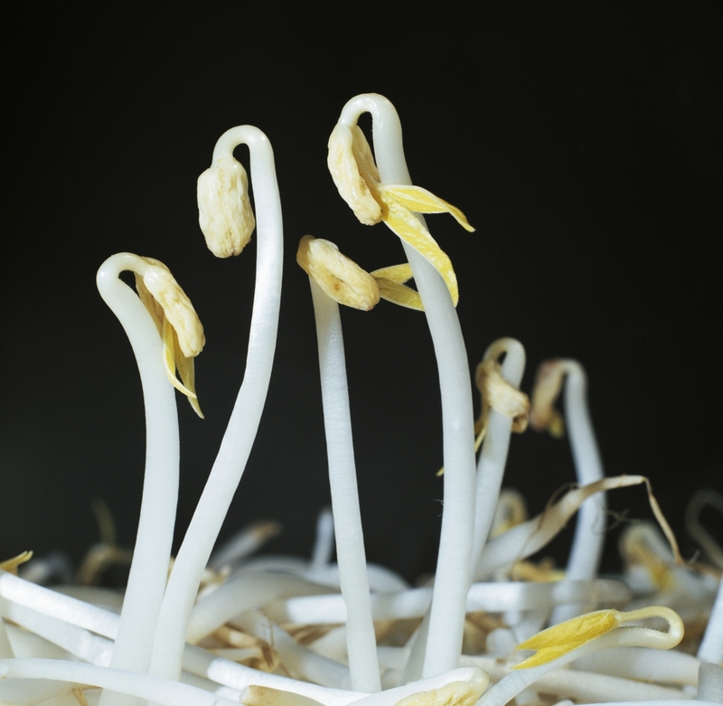 Sprouting Bacteria | Getty Images Photo by DE AGOSTINI PICTURE LIBRARY
