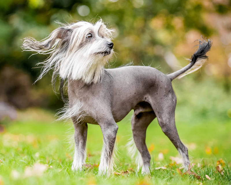 Chinesischer Schopfhund | Shutterstock Photo by Ian McGlasham