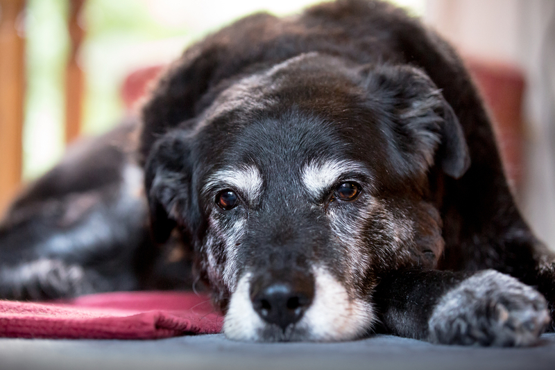 Ältere Hunde | Shutterstock Photo by Alex Mladek