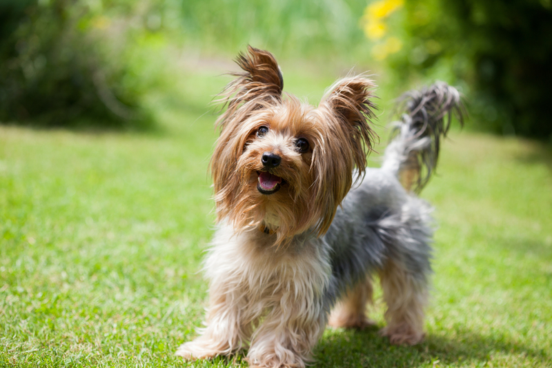 Yorkshire-Terrier | Shutterstock Photo by Birute Vijeikiene