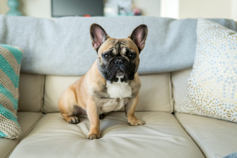 Französische Bulldogge | Shutterstock Photo by Lined Photo