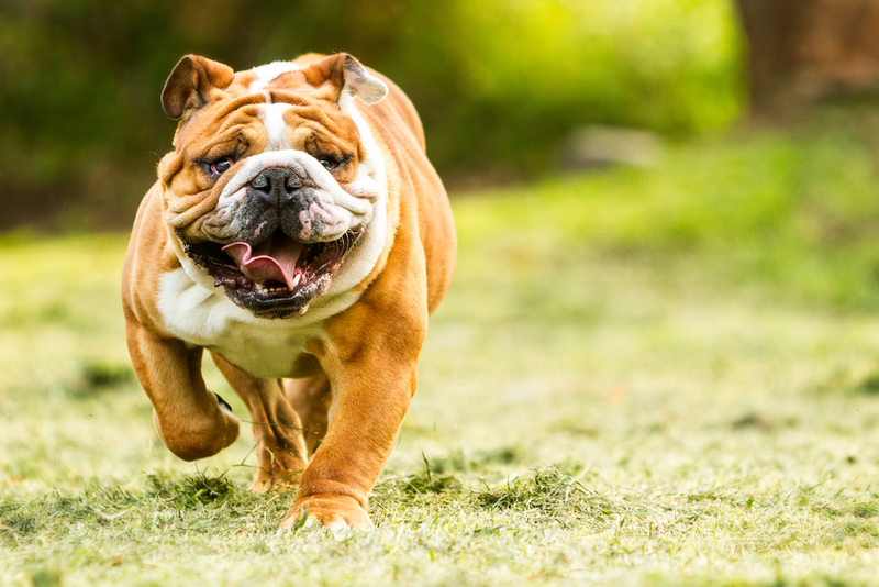 Englische Bulldogge | Shutterstock Photo by Ammit Jack