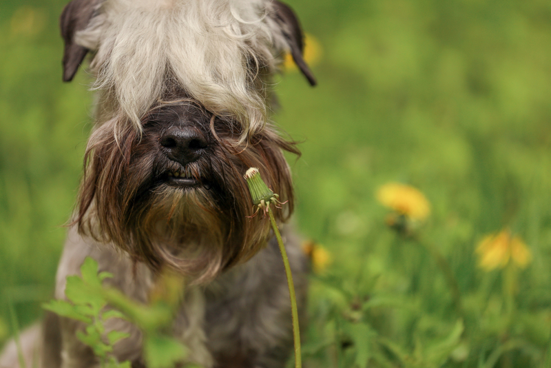 Cesky Terrier | Shutterstock